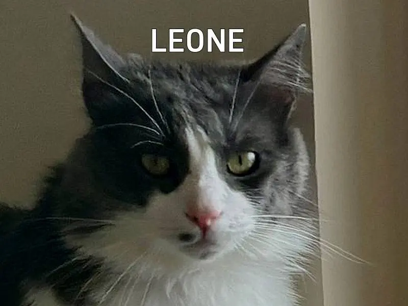 Adozione gatto, maschio, Razza sconosciuta Razza sconosciuta, 4 anni e 7 mesi, taglia non valida, Frosinone