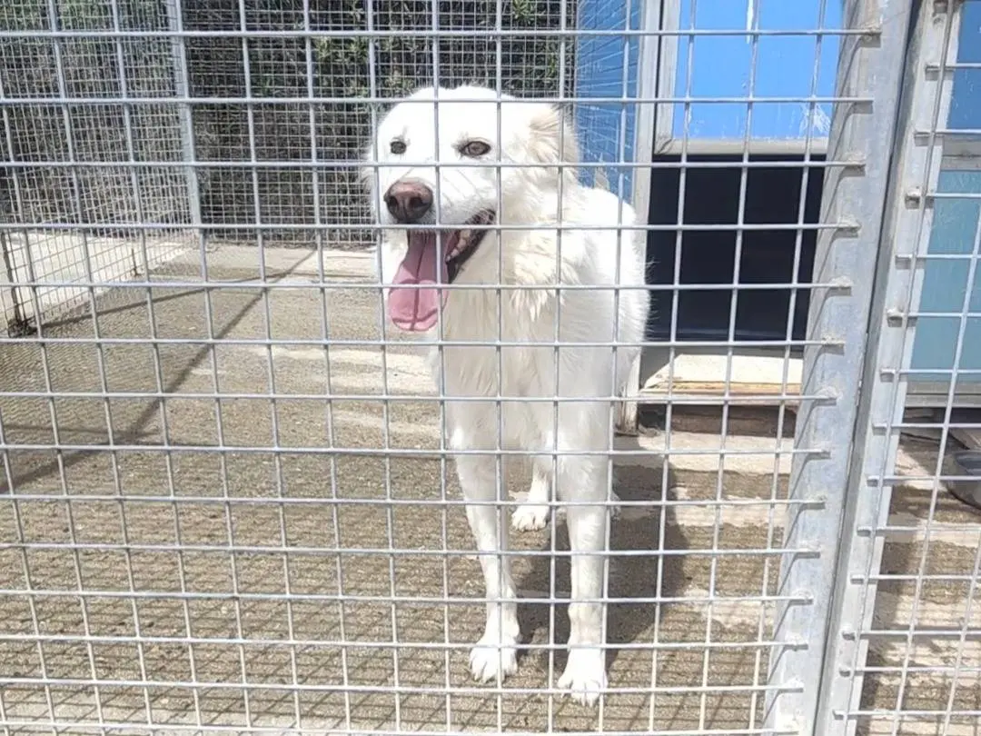 Adotta un cane, taglia media, femmina, Vibo