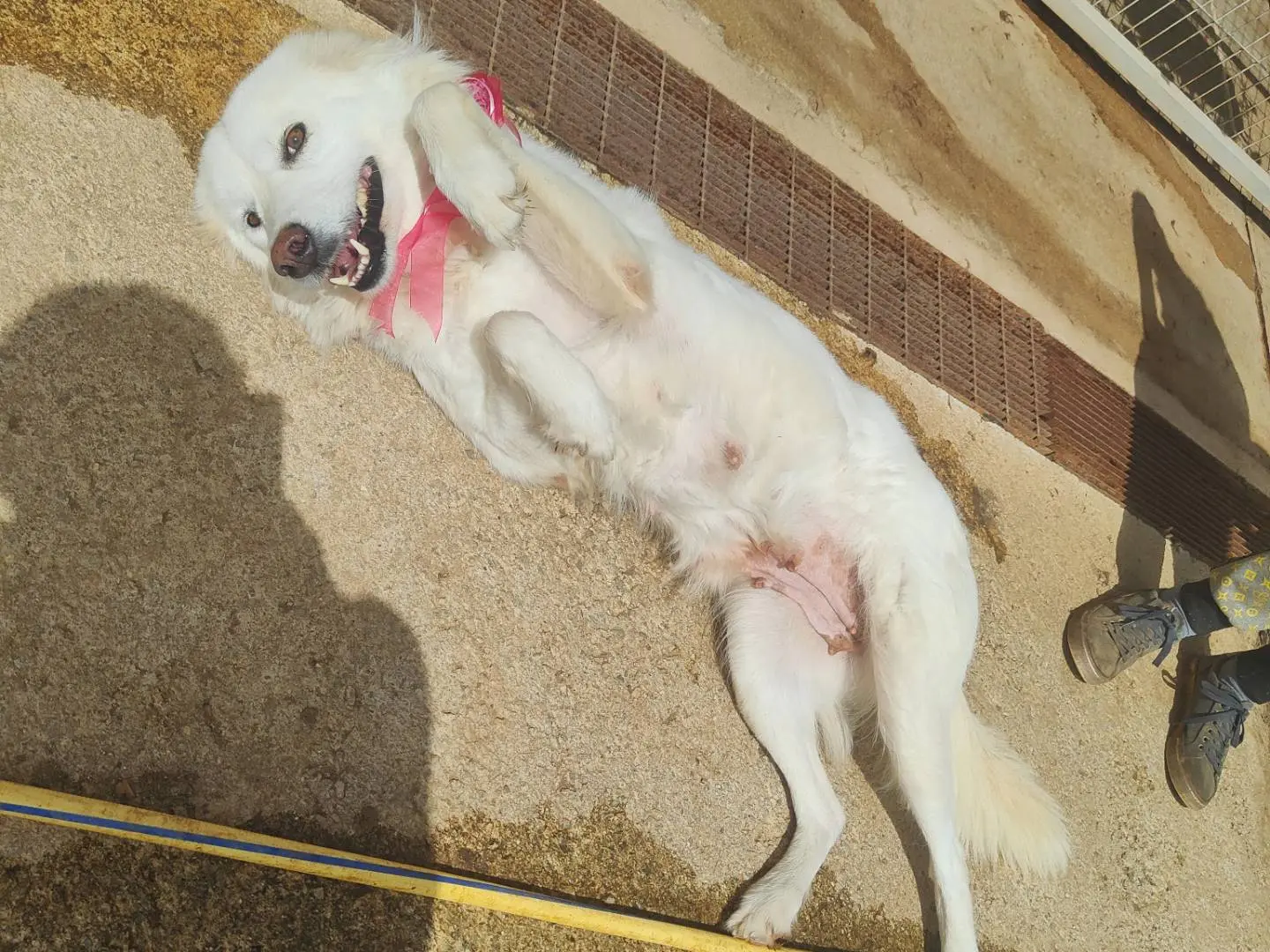 Adotta un cane, femmina, 5 anni e 8 mesi, Vibo