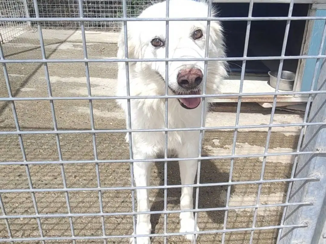 Adozione cane, femmina, Pastore maremmano Razza sconosciuta, 5 anni e 8 mesi, taglia media, Vibo