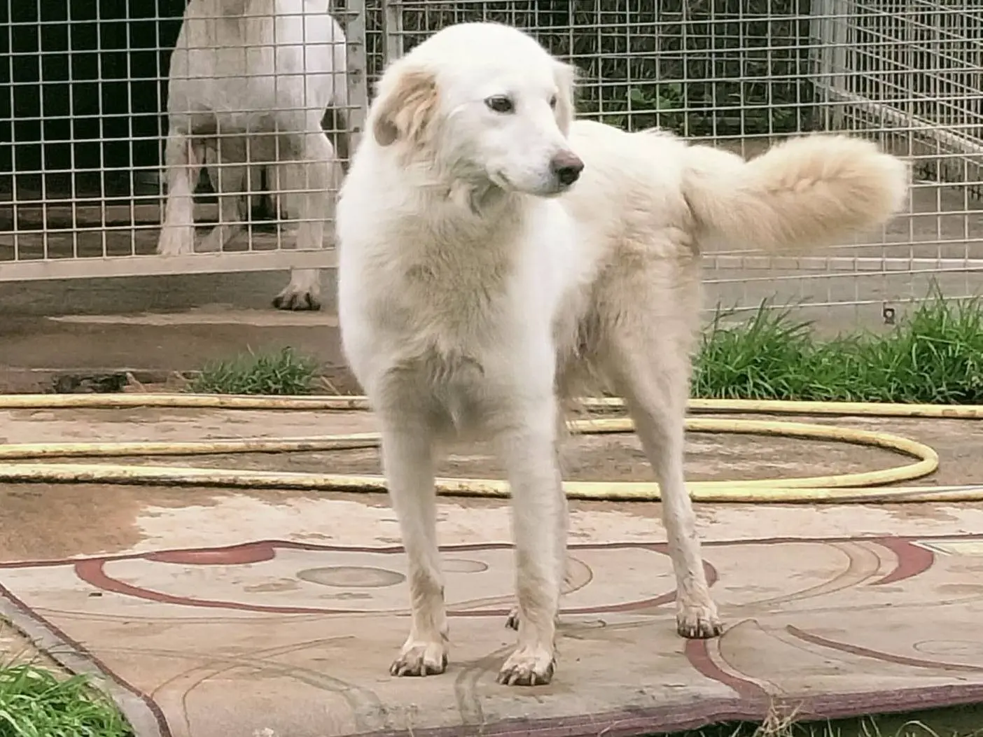 Adotta il cane Alia a Vibo