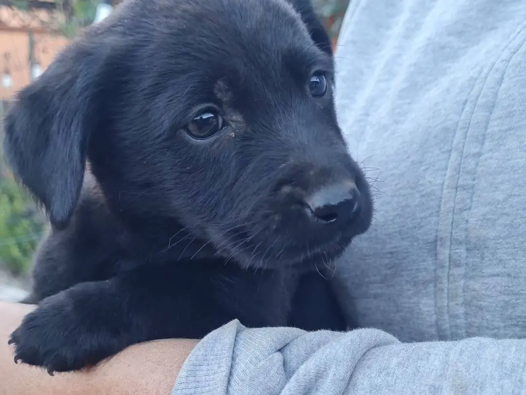 Adozione cane, maschio, Labrador Retriever Razza sconosciuta, 1 mese, taglia media, Vibo