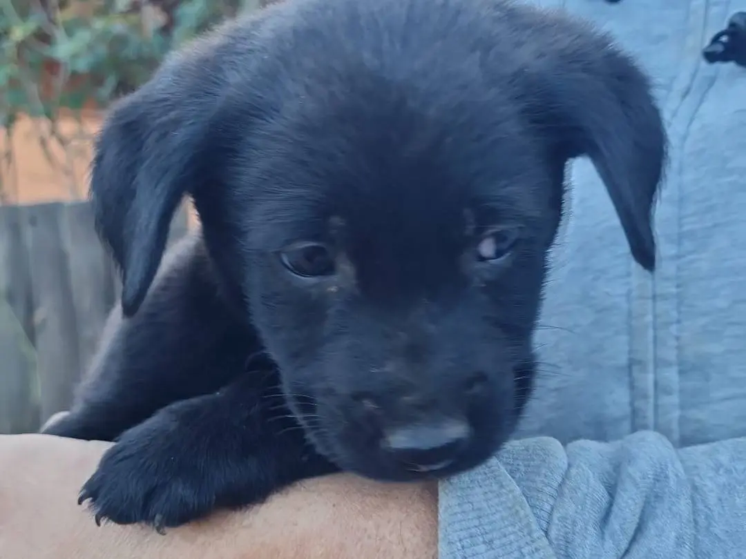 Vuoi adottare un cane a Vibo?