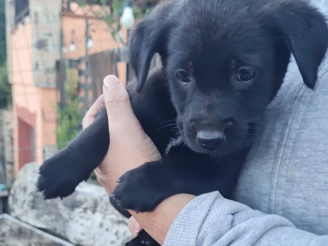 Adotta un cane, taglia media, maschio, Vibo