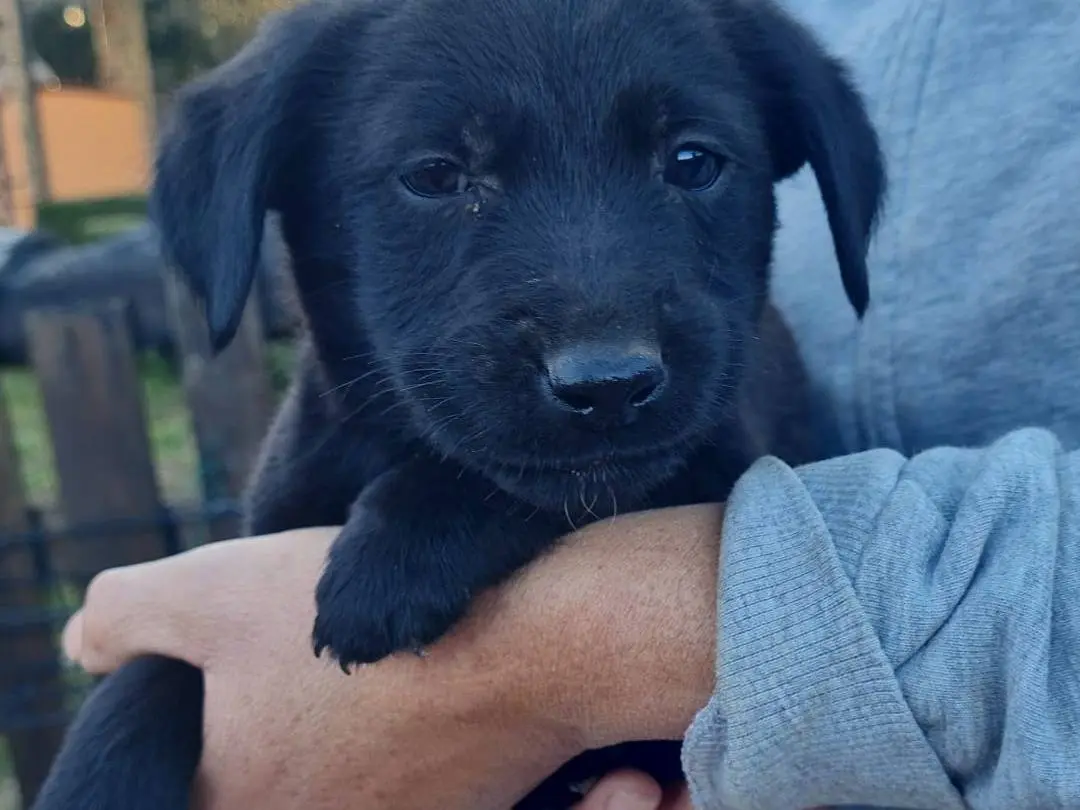 Adotta un cane, maschio, 1 mese, Vibo