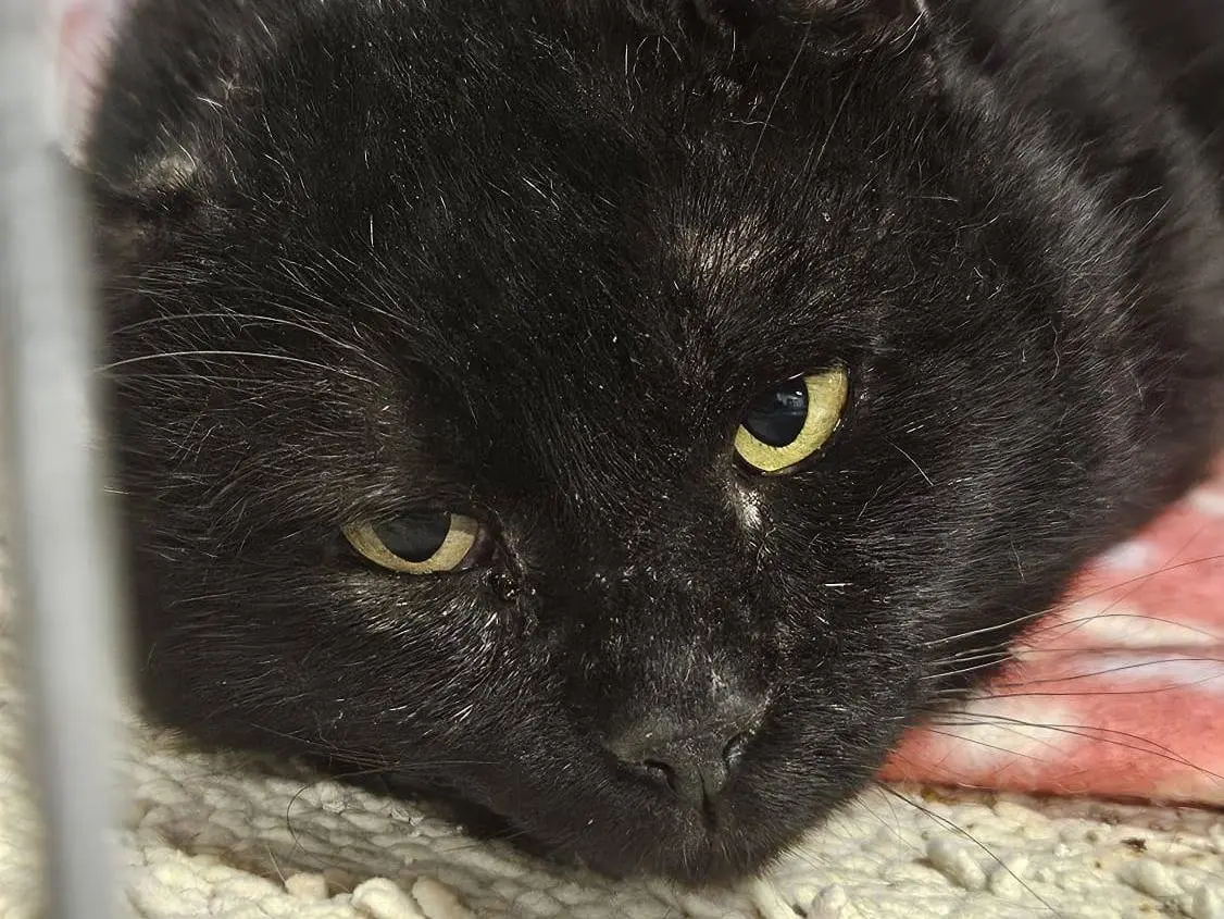 Adozione gatto, maschio, Razza sconosciuta Razza sconosciuta, 7 anni, taglia non valida, Udine