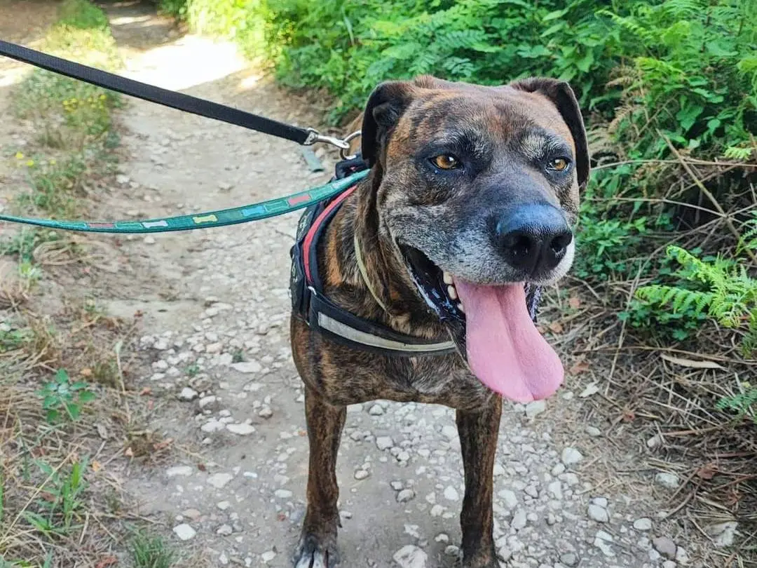 Adozione cane, maschio, meticcio, 7 anni e 5 mesi, taglia grande, Napoli