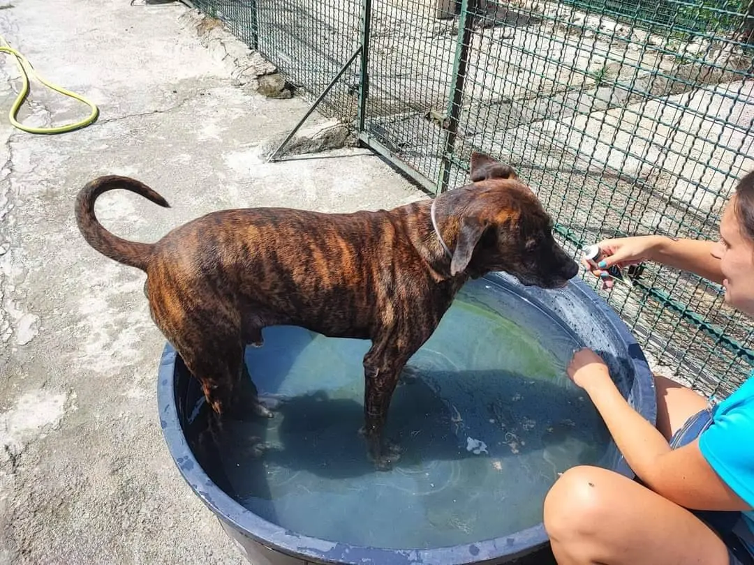 Adotta un cane, maschio, 7 anni e 5 mesi, Napoli
