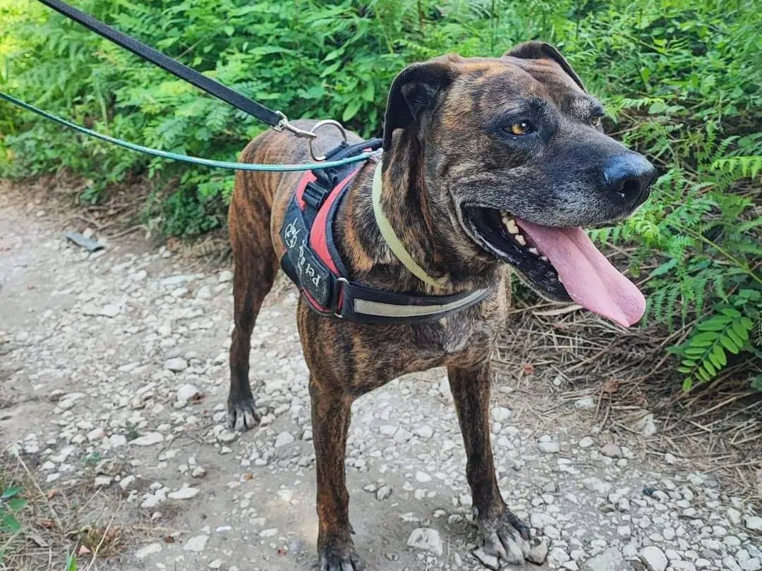 Adotta il cane Ettore a Napoli