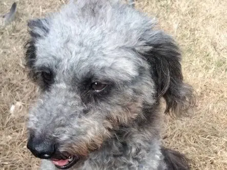 Adotta il cane Lola a Udine