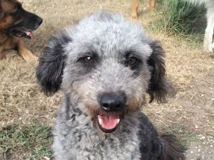 Adozione cane, femmina, Razza sconosciuta Razza sconosciuta, 2 anni e 7 mesi, taglia piccola, Udine