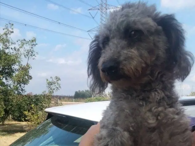 Adotta un cane, femmina, 2 anni e 7 mesi, Udine