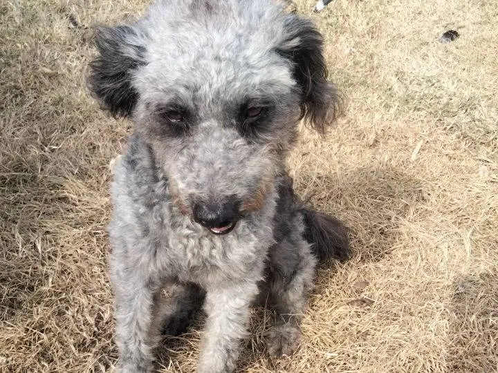 Adotta un cane, taglia piccola, femmina, Udine