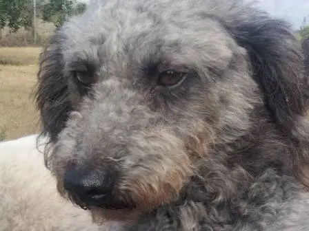 Vuoi adottare un cane a Udine?
