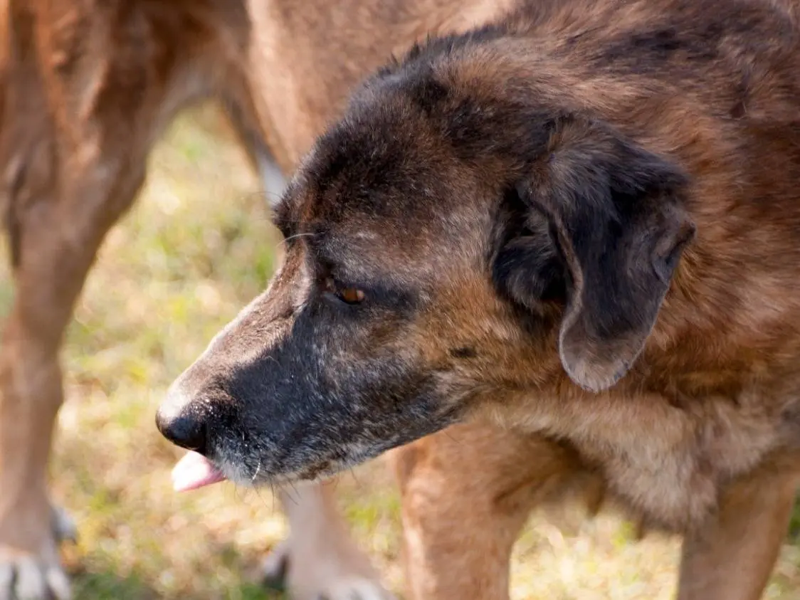 Adotta un cane, maschio, 7 anni e 4 mesi, Frosinone