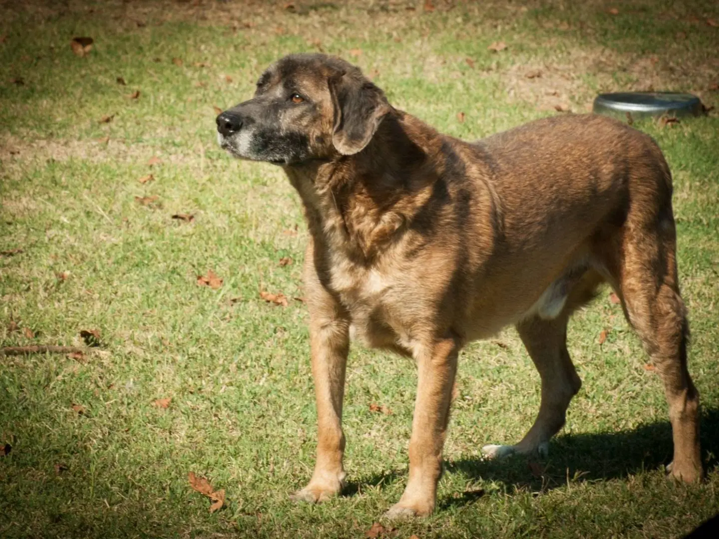 Adotta il cane PACO a Frosinone