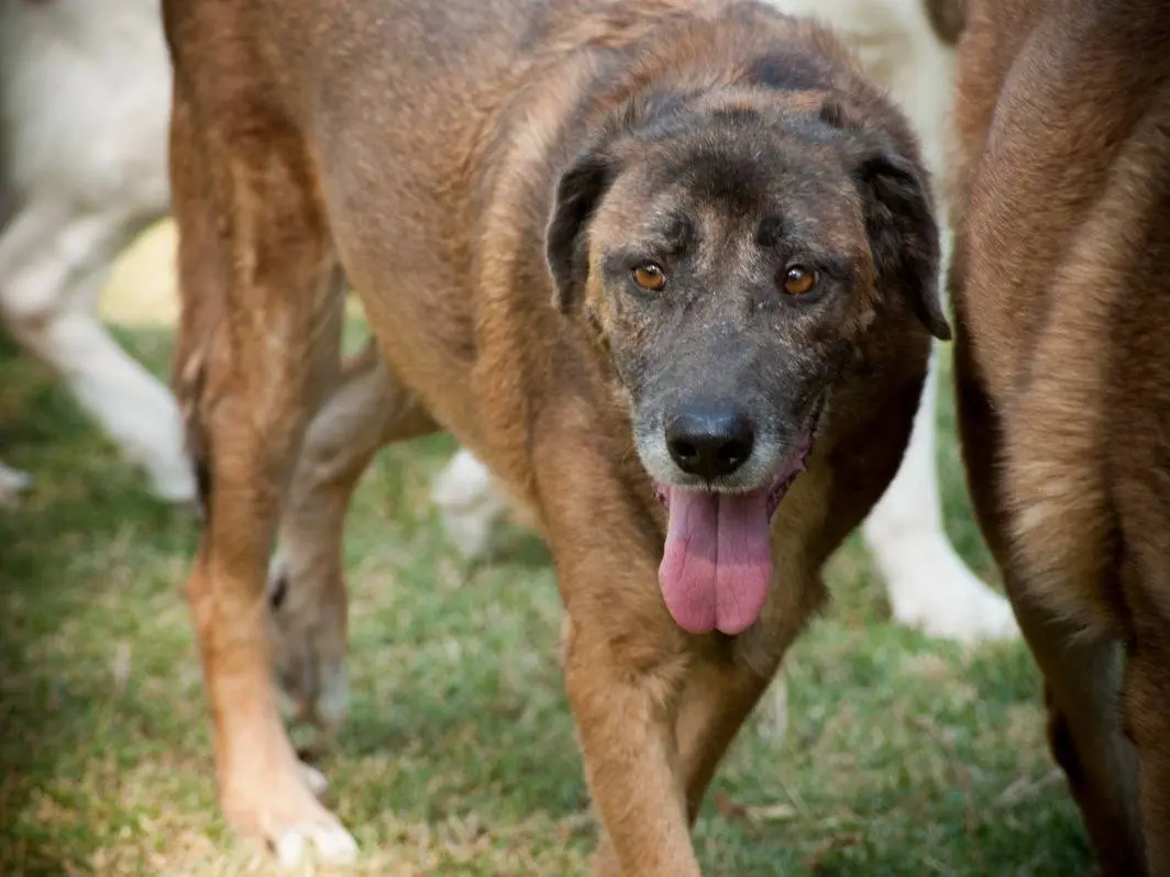 Adozione cane, maschio, Razza sconosciuta Razza sconosciuta, 7 anni e 4 mesi, taglia grande, Frosinone