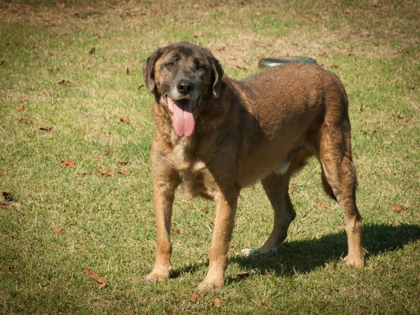 Vuoi adottare un cane a Frosinone?