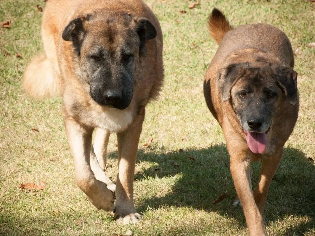 Adotta un cane, taglia grande, maschio, Frosinone