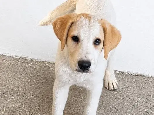 Adotta un cane, femmina, 8 mesi, Crotone