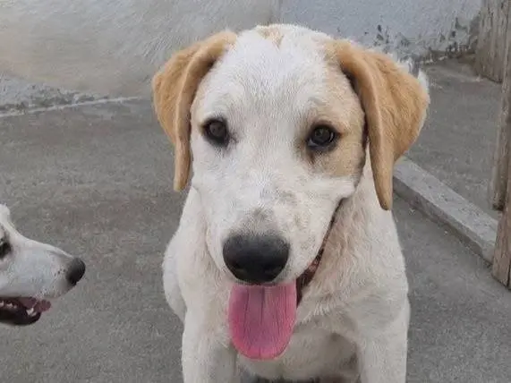 Adozione cane, femmina, Razza sconosciuta Razza sconosciuta, 8 mesi, taglia media, Crotone