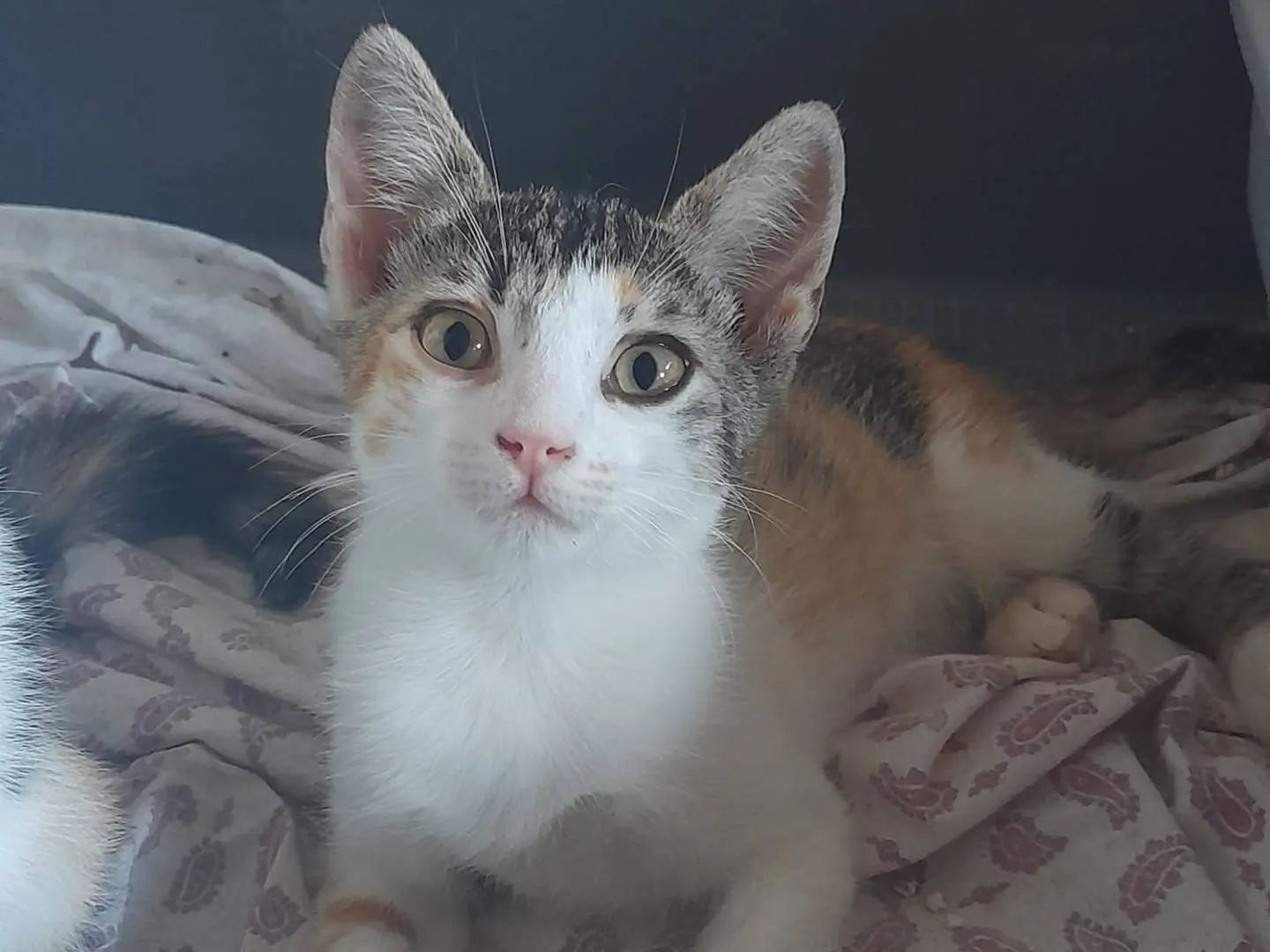 Adotta un gatto, taglia non valida, femmina, Parma