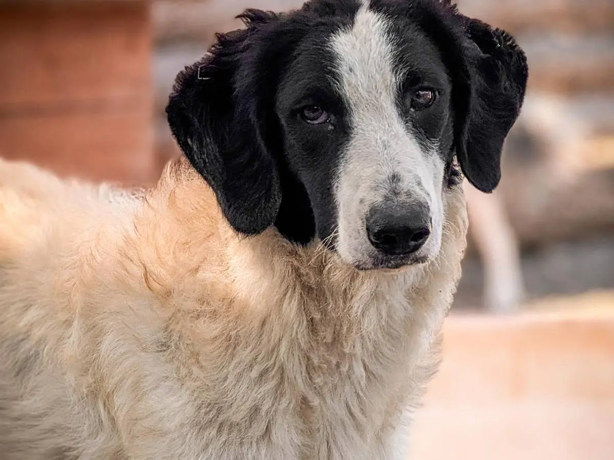 Adotta un cane, taglia media, femmina, Crotone