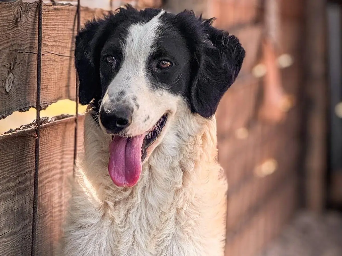 Adotta un cane, femmina, 2 anni e 10 mesi, Crotone