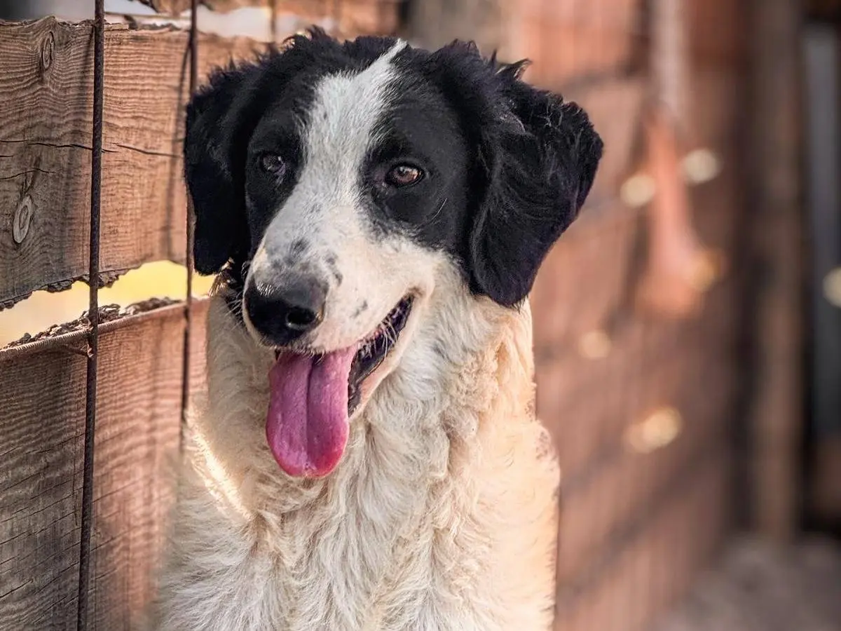 Adozione cane, femmina, meticcio, 2 anni e 10 mesi, taglia media, Crotone
