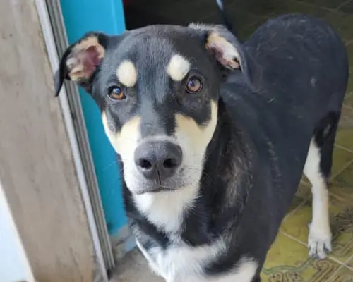 Adozione cane, maschio, meticcio, 4 anni e 8 mesi, taglia media, Firenze