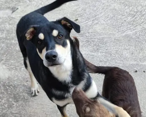 Adotta un cane, maschio, 4 anni e 8 mesi, Firenze