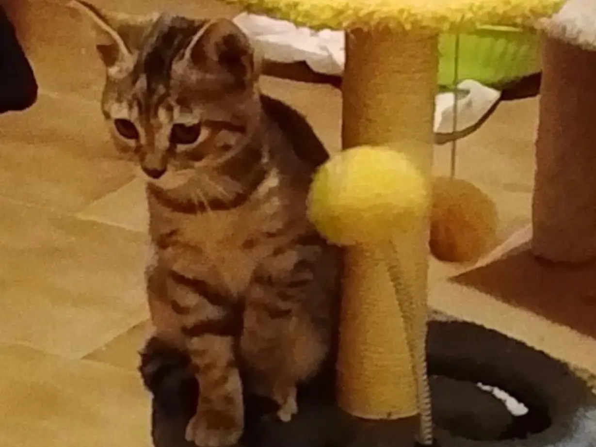 Adozione gatto, femmina, Razza sconosciuta Razza sconosciuta, 3 mesi, taglia non valida, Perugia