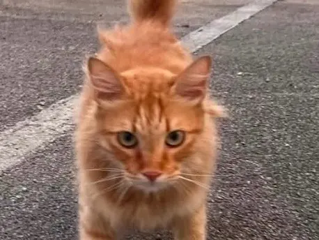 Adozione gatto, maschio, Razza sconosciuta Razza sconosciuta, 8 mesi, taglia non valida, Latina