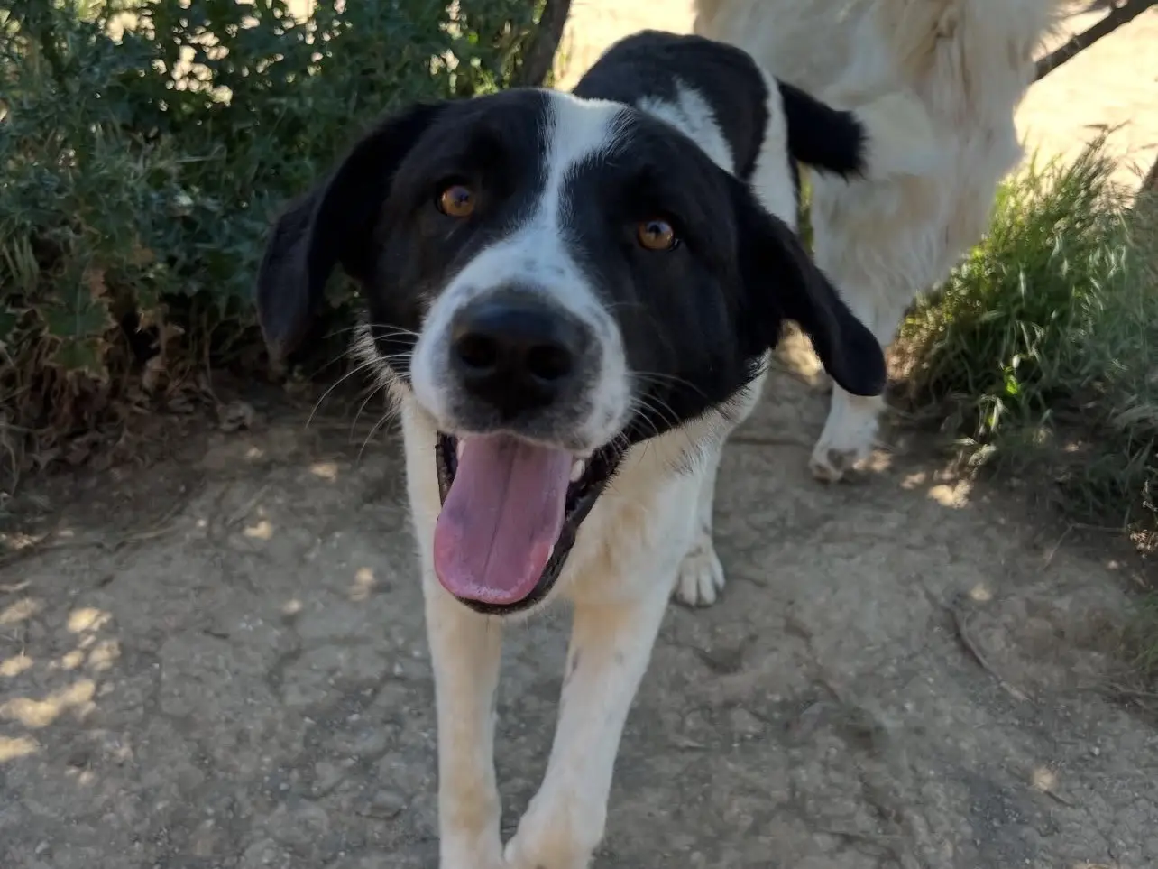 Vuoi adottare un cane a Rieti?