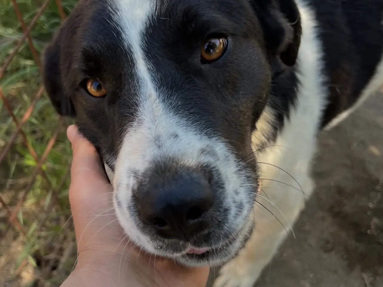 Adotta un cane, taglia media, maschio, Rieti