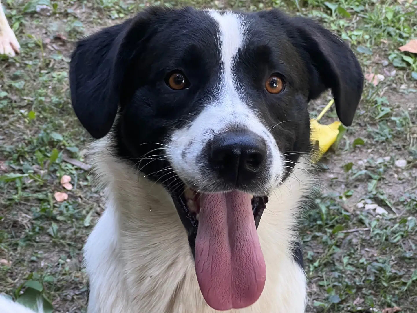 Adozione cane, maschio, Border Collie Razza sconosciuta, 1 anno e 5 mesi, taglia media, Rieti
