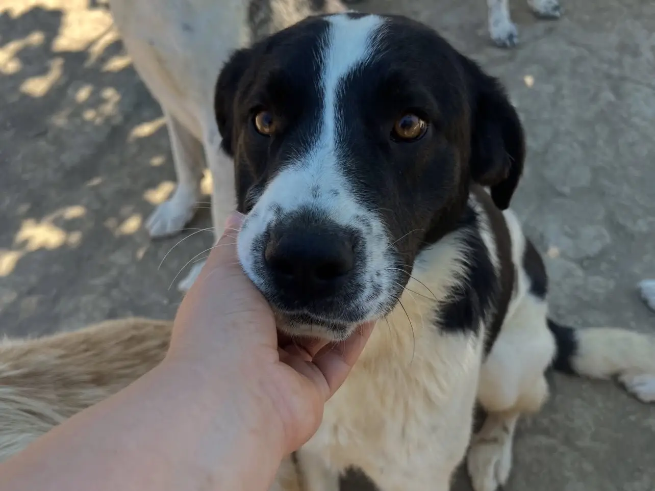 Adotta un cane, maschio, 1 anno e 5 mesi, Rieti
