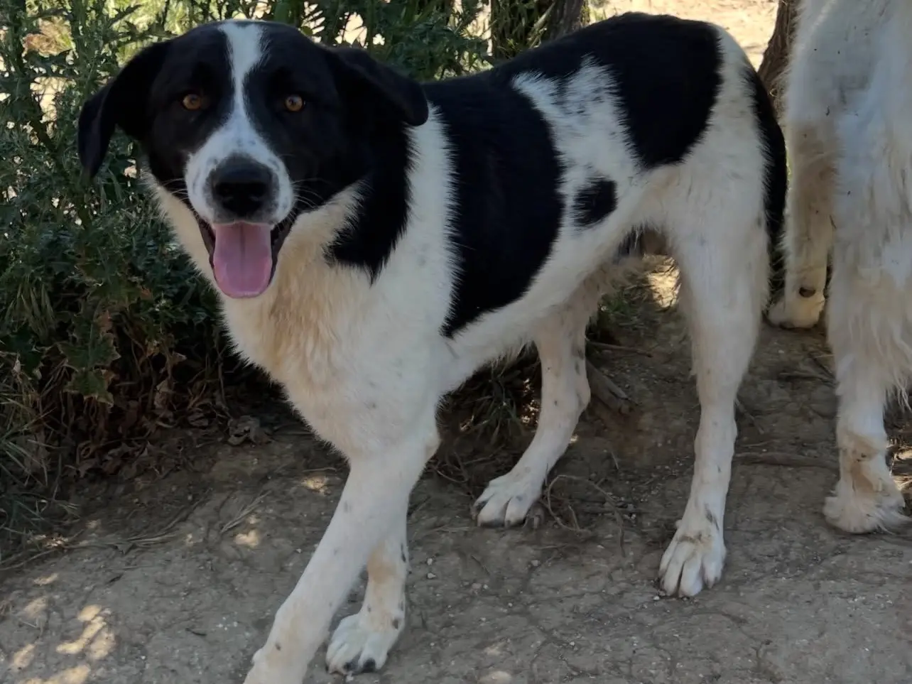 Adotta il cane Jerry a Rieti