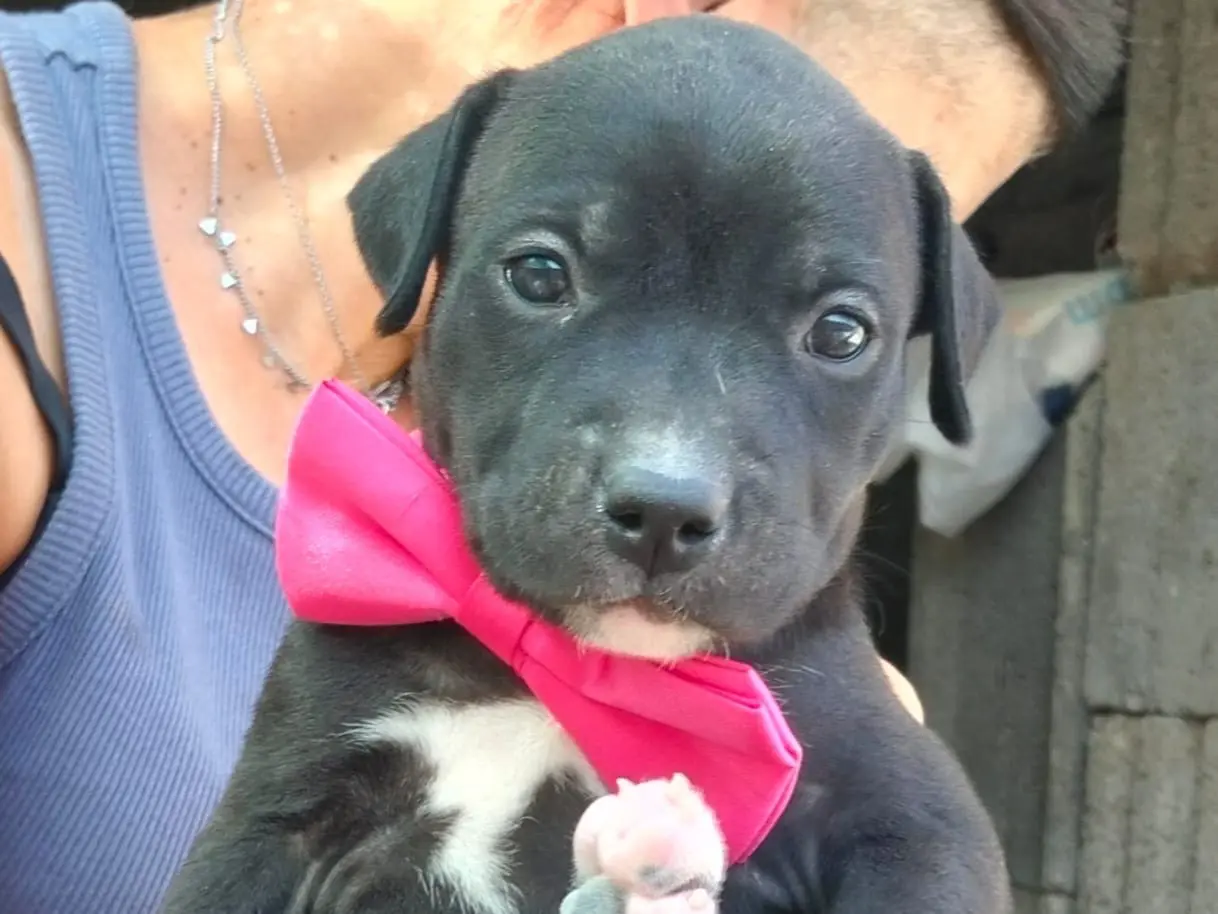 Adozione cane, femmina, Razza sconosciuta Razza sconosciuta, 2 mesi, taglia media, Ragusa
