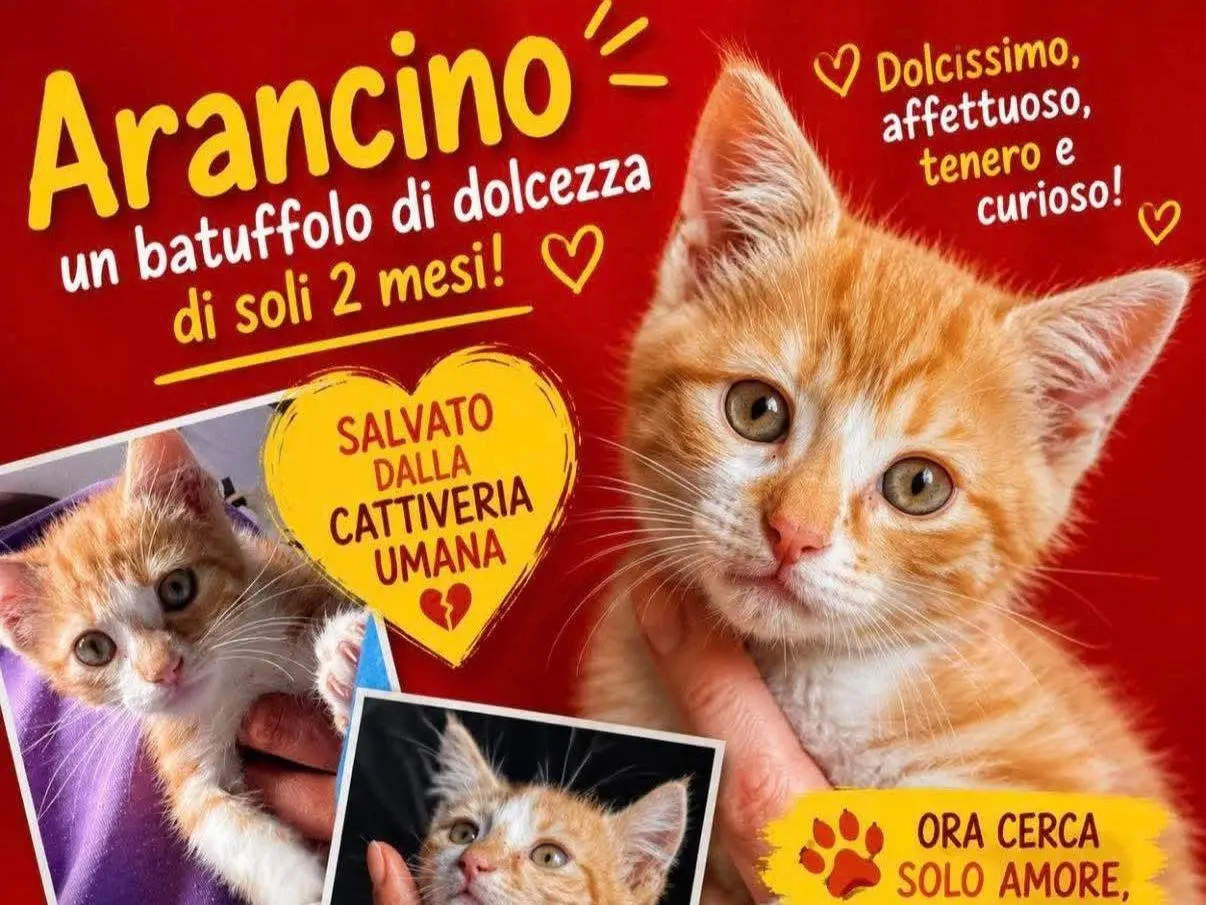 Foto 1 dell'animale