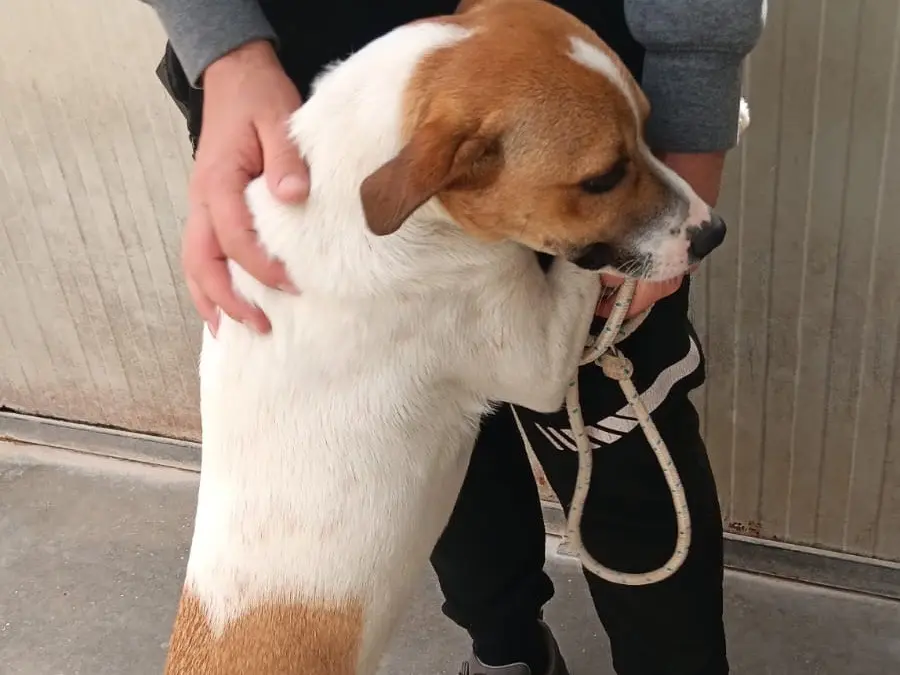 Adotta un cane, maschio, 1 anno e 7 mesi, Latina