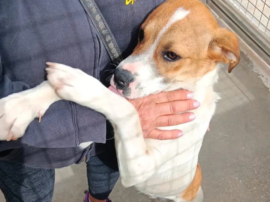 Adozione cane, maschio, Razza sconosciuta Razza sconosciuta, 1 anno e 7 mesi, taglia media, Latina