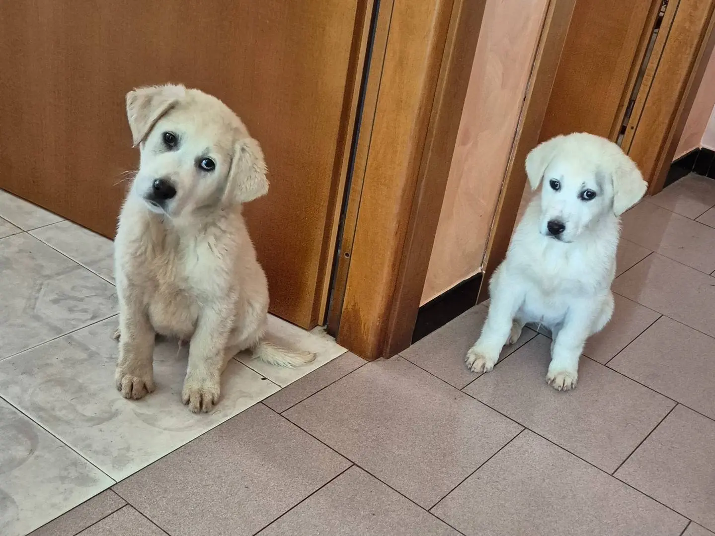 Adotta il cane Raimondo a Potenza