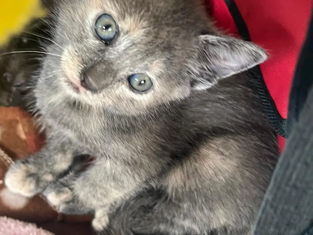 Adozione gatto, femmina, Razza sconosciuta Razza sconosciuta, 6 mesi, taglia non valida, Vibo