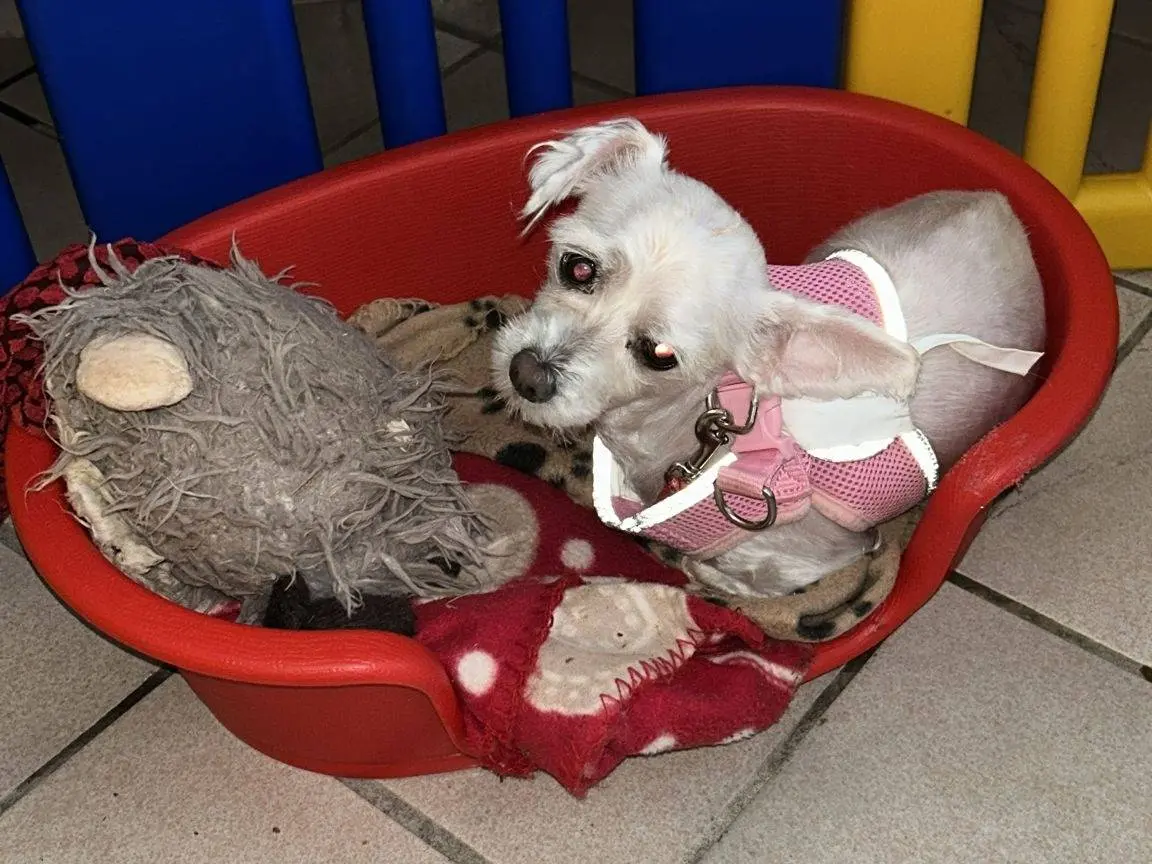 Adotta un cane, femmina, 6 anni e 1 mese, Viterbo