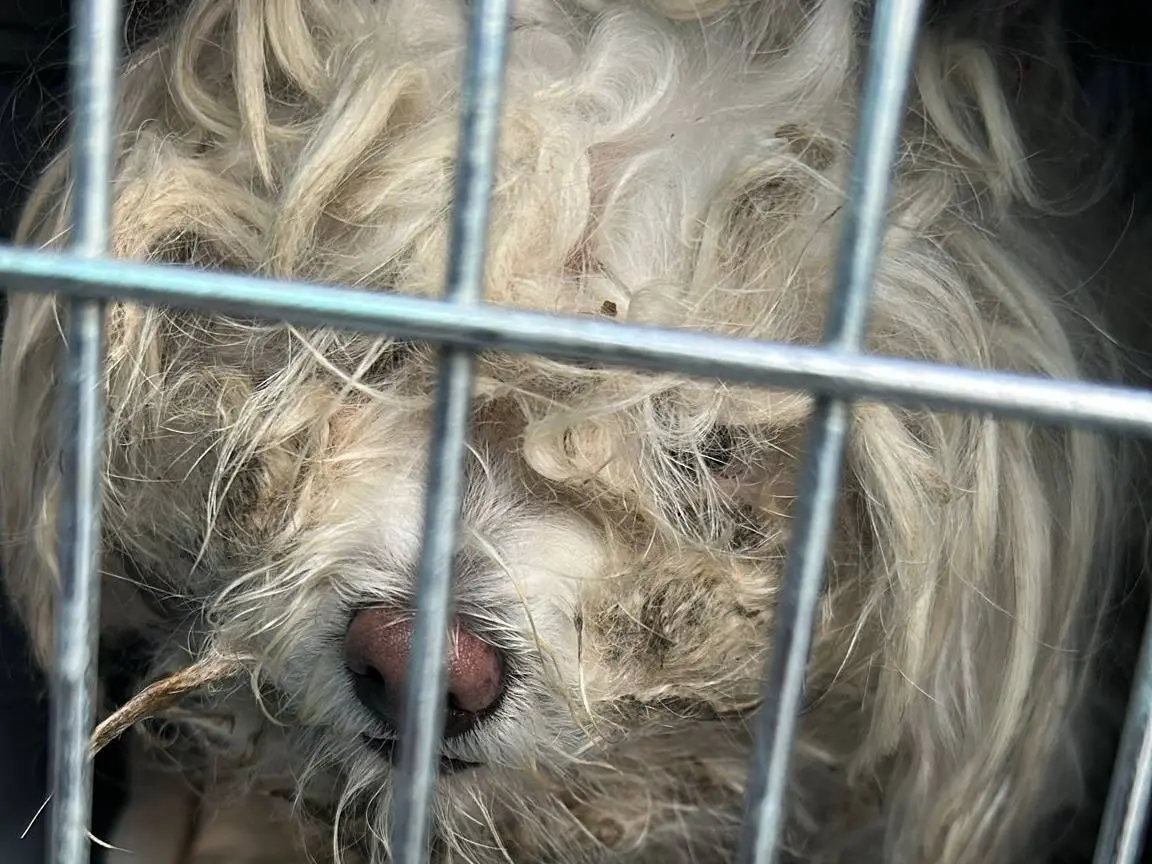 Adotta un cane, taglia piccola, femmina, Viterbo