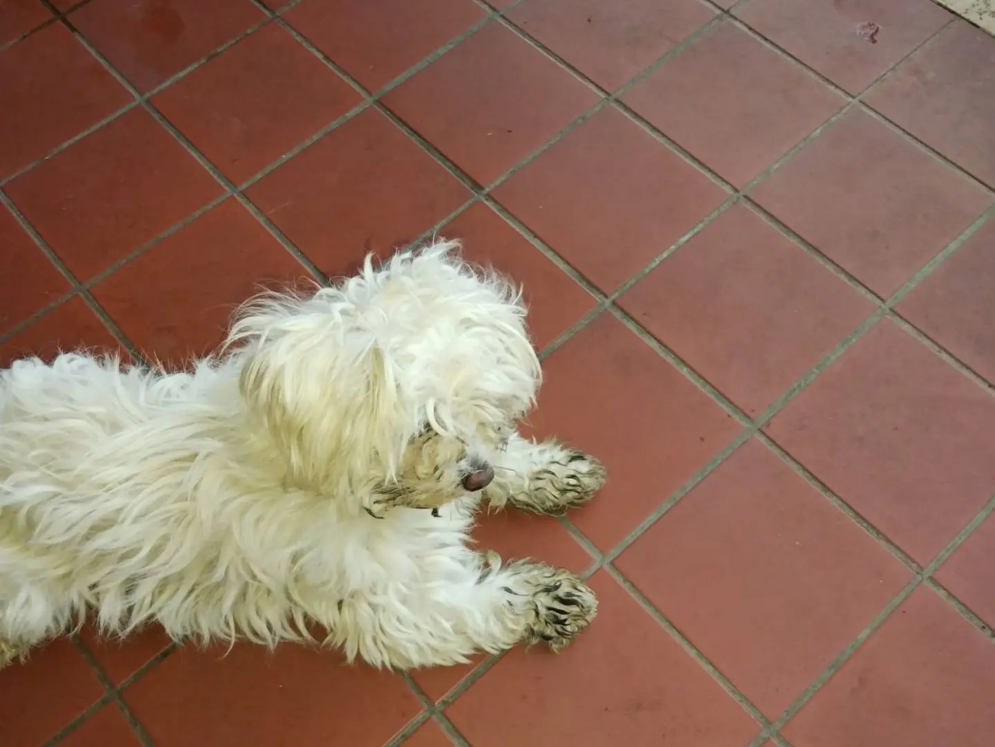 Vuoi adottare un cane a Viterbo?