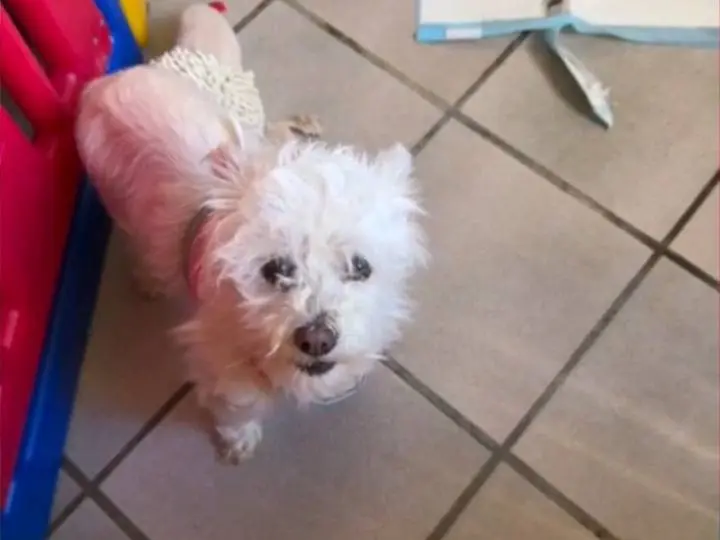 Adozione cane, femmina, Maltese Razza sconosciuta, 6 anni e 1 mese, taglia piccola, Viterbo