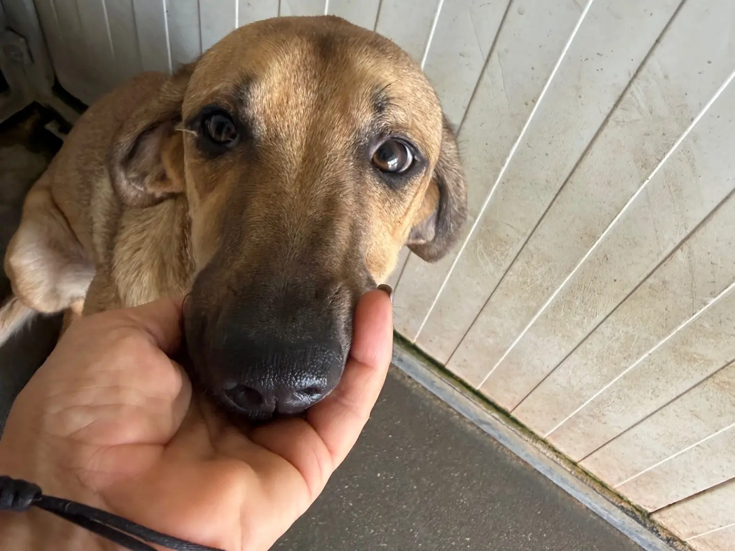 Adozione cane, femmina, Razza sconosciuta Razza sconosciuta, 9 mesi, taglia media, Latina