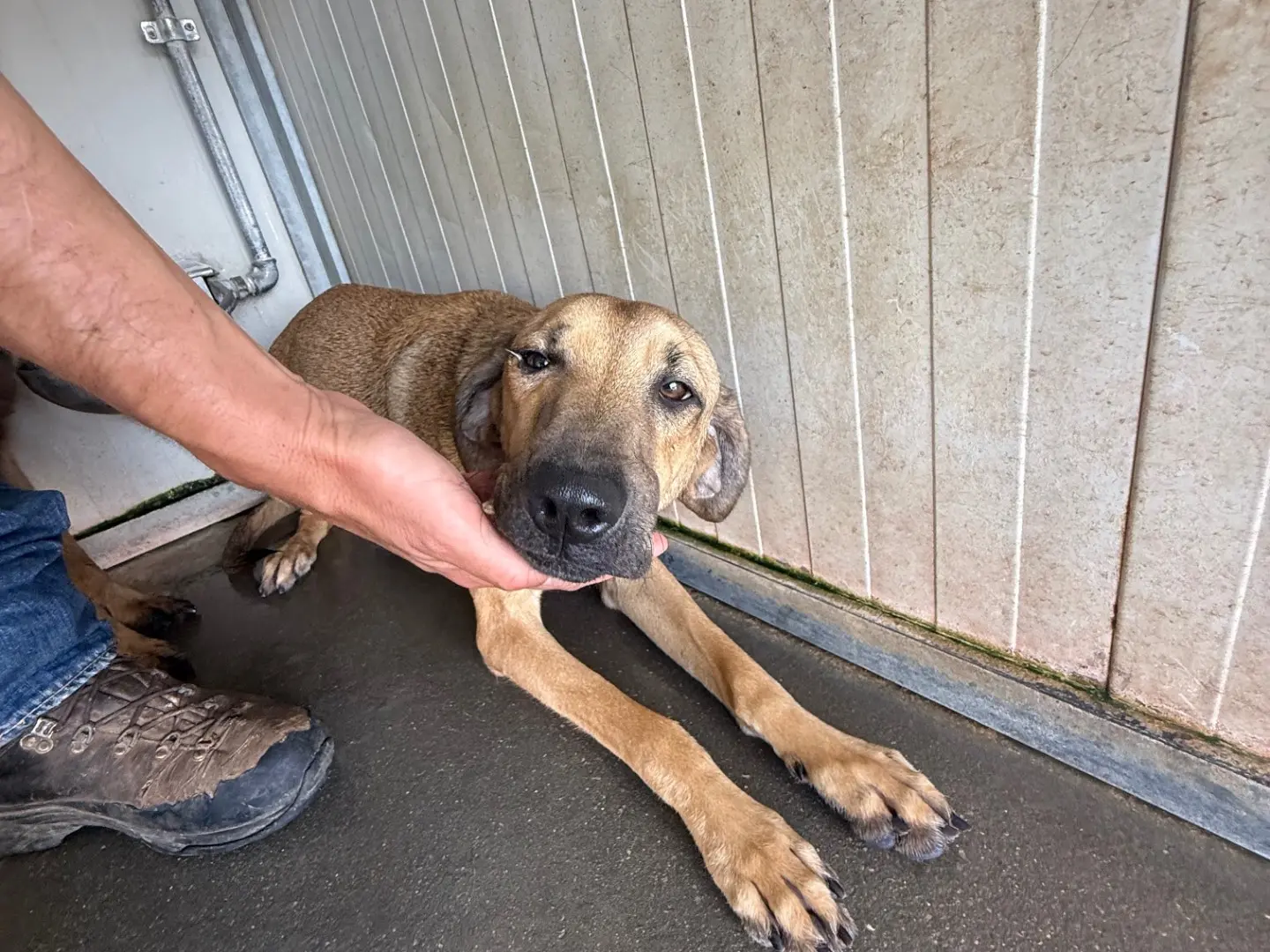 Adotta il cane Sister a Latina